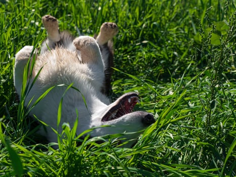 Corgi dog playing in a field of yellow sunflowers photo