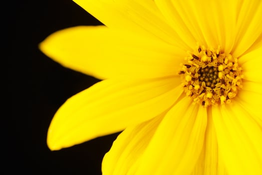 Half topinambur yellow flower Jerusalem artichoke on black background, beautiful backdrop photo
