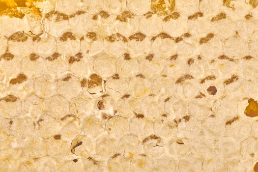 Honeycomb macro close up texture photo