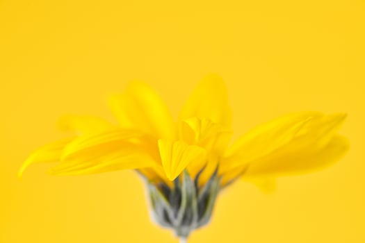 Yellow flower bud of topinambur on yellow background, top copy space, blurred yellow flower photo