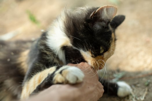 Cute cat in summer. Pet in countryside. Fluffy animal. photo