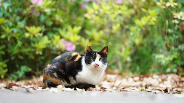 One adorable wild cat sitting in the garden for resting photo