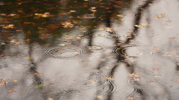 The autumn view with the rainy droplets dropping on the water surface in the pond photo