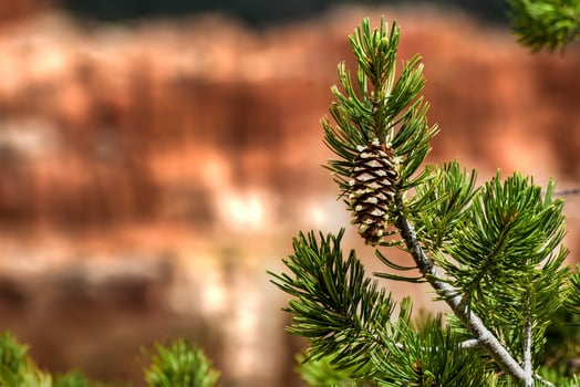 Bryce Canyon National Park in Utah, United States. photo