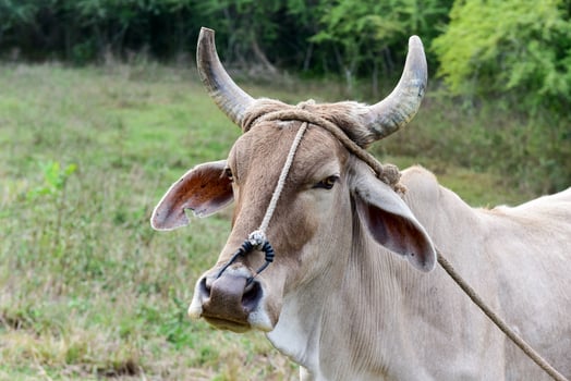 Cuban Cow in the field in Vinales, Cuba. photo