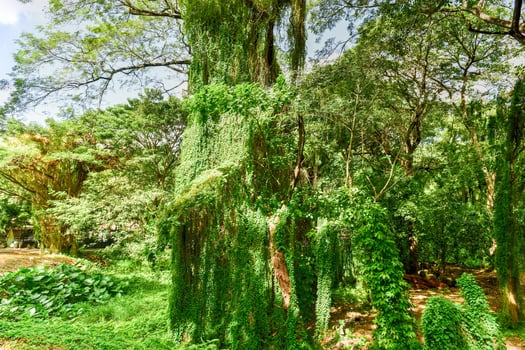 Almendares Park in the Great Metropolitan Park, also known as the forest of Havana in Cuba. photo
