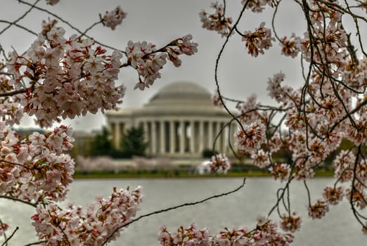 Cherry blossoms at the Tidal Basin and Jefferson Memorial during spring in Washington, DC. photo