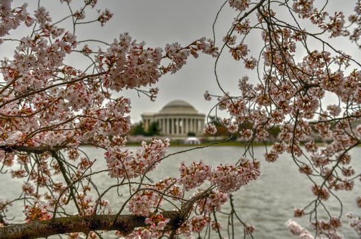 Cherry blossoms at the Tidal Basin and Jefferson Memorial during spring in Washington, DC. photo