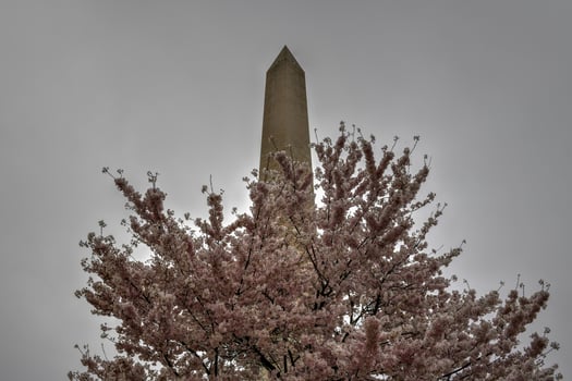 Washington Monument during the cherry blossom festival in Washington, DC photo