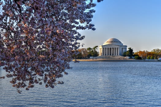 Cherry blossoms at the Tidal Basin during spring in Washington, DC. photo