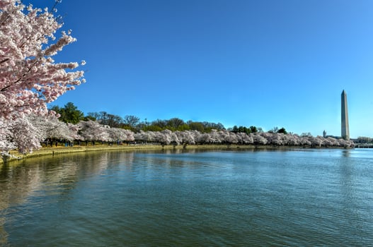 Washington Monument and cherry blossoms at the Tidal Basin during spring in Washington, DC. photo