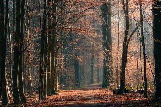 Misty autumn forest road in fog. Leaves fall to the ground photo