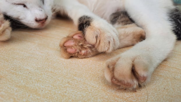 The nails of a sleeping kitten sleeping on the ceramic photo