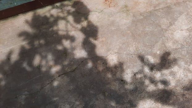 Shadows of leaves on the cement floor photo