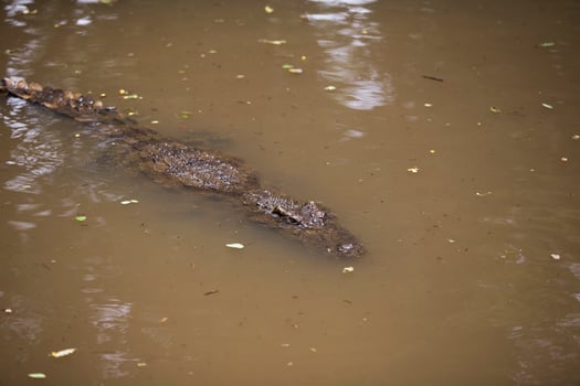 Crocodiles Resting at Crocodile Farm in Thailand photo