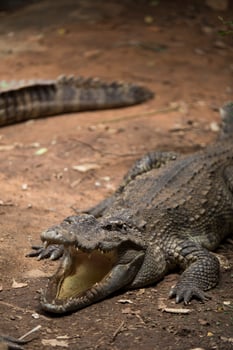 Crocodiles Resting at Crocodile Farm in Thailand photo