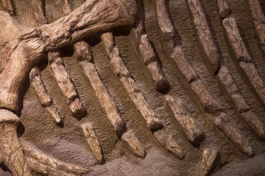 Dinosaur fossil for background photo