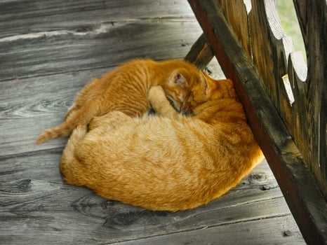 Two sleeping, ginger kittens photo