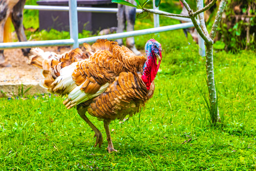 Thai garden and farm turkey chicken Phuket Thailand. photo