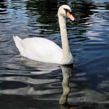 A view of a Mute Swan on the water photo