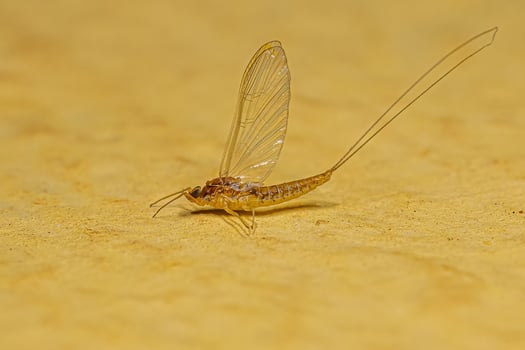 Adult Female Mayfly Insect photo