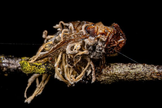 Dead Adult Calyptrate Fly by a fungus photo