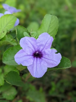 very pretty flowers photo