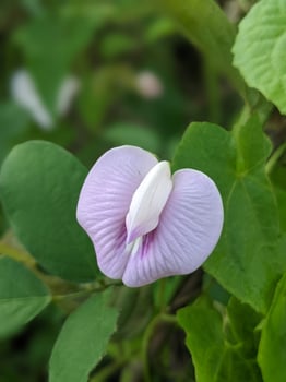 very pretty flowers photo
