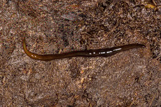 Neotropical Land Planarian photo