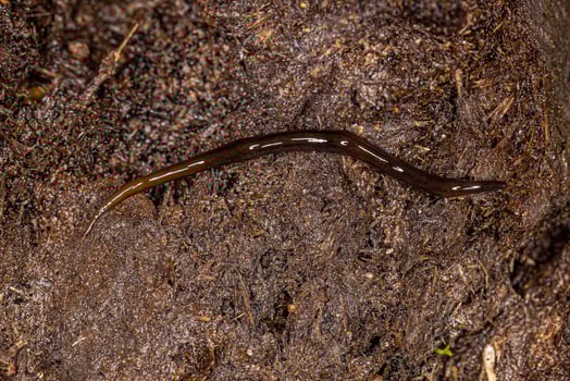 Neotropical Land Planarian photo