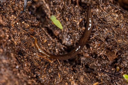 Neotropical Land Planarian photo