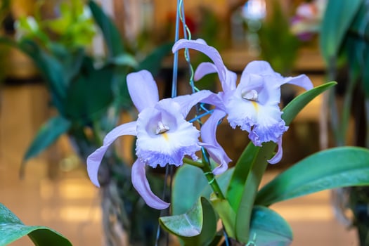 Cattleya orchids bloom on a nature background. photo