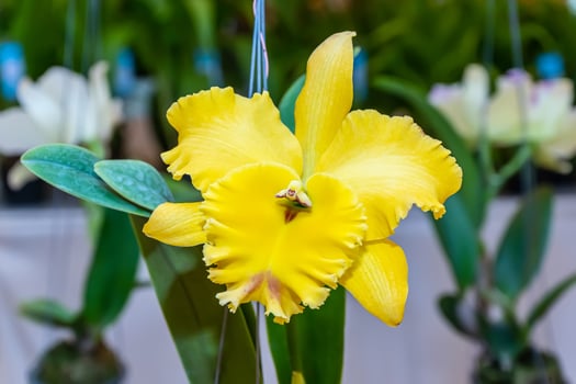 Cattleya orchids bloom on a nature background. photo
