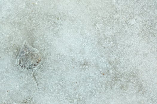 Yellow autumn leaf on the ice. Macro image with small depth of field photo
