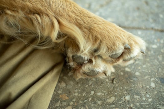 Paw dog. Pet paw pads. Animal Details. photo