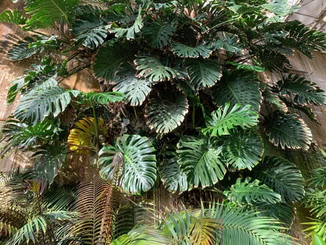 Big monstera leaves on a wall photo