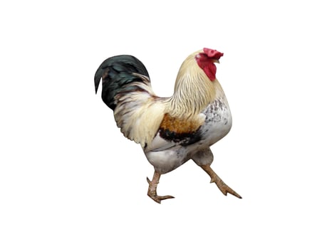 Yellow cock with motley coloring on a white background photo