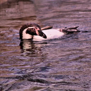 A view of a Penguin photo