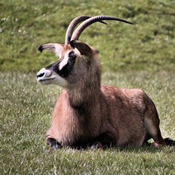 A view of an Antelope photo