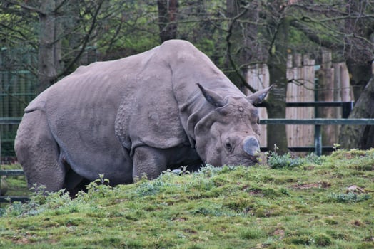 A view of a Rhino photo