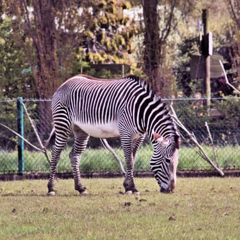 A view of a Zebra photo