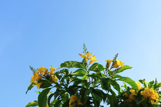 Beautiful yellow flowers blooming and refreshing in nature. photo