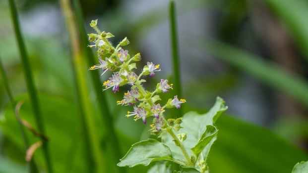 Holy basil blooming in the garden photo
