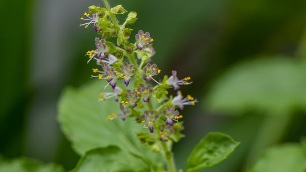 Holy basil blooming in the garden photo