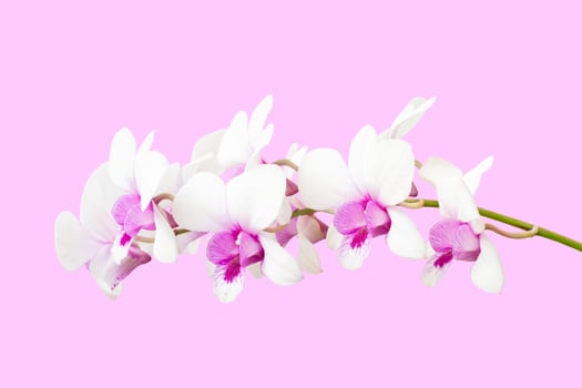 White and Purple orchid flower bouquet bloom isolated on pink background included clipping path. photo