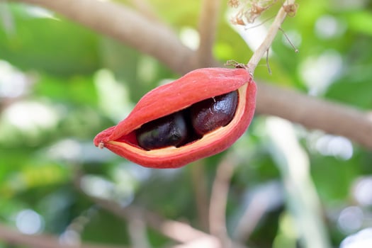 Fresh Sterculia monosperma or chestnuts on tree with sunlight of Thai species. photo