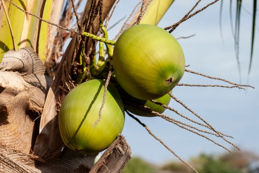 Young coconut fruits hanging on tree with sunlight on nature background. photo