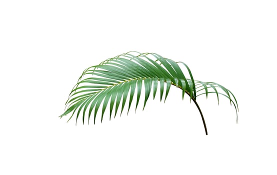 tropical green palm leaf tree isolated on white background photo