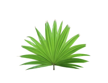 tropical green chinese windmill palm leaf tree isolated on white background photo