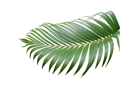 tropical green palm leaf tree isolated on white background photo